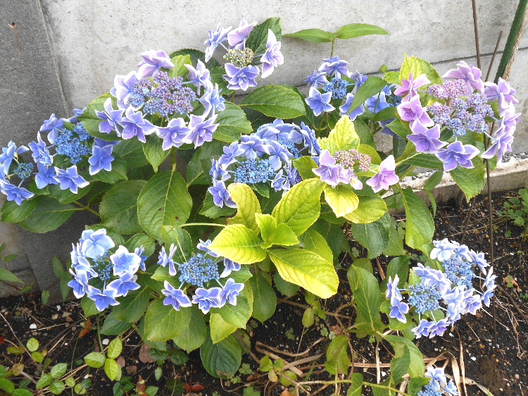 紫陽花(アジサイ)01