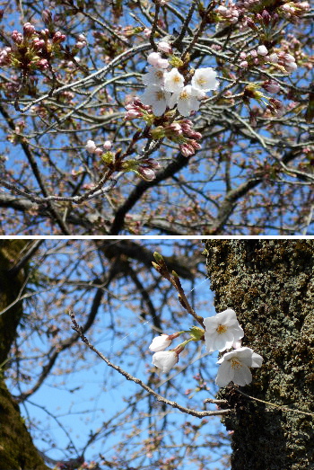 cherryblossomsflowering