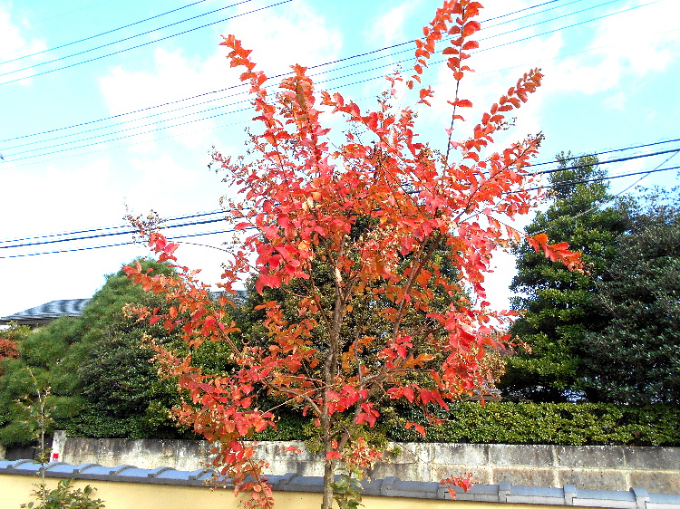 crepemyrtleautumnleaves