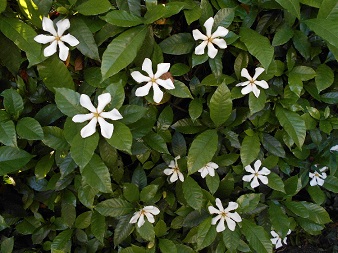 gardenia01