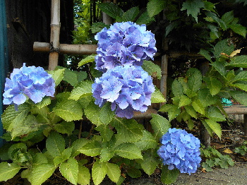 hydrangea04