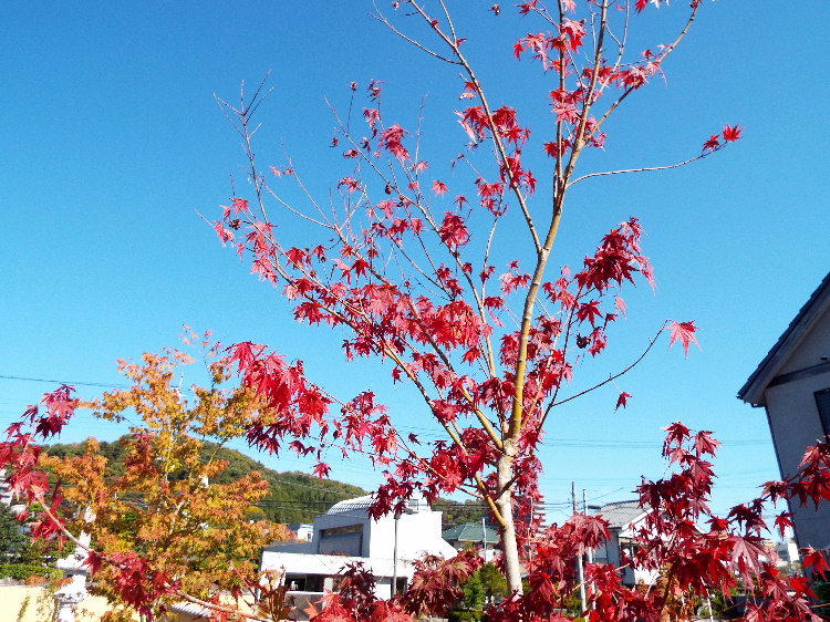 momiji1